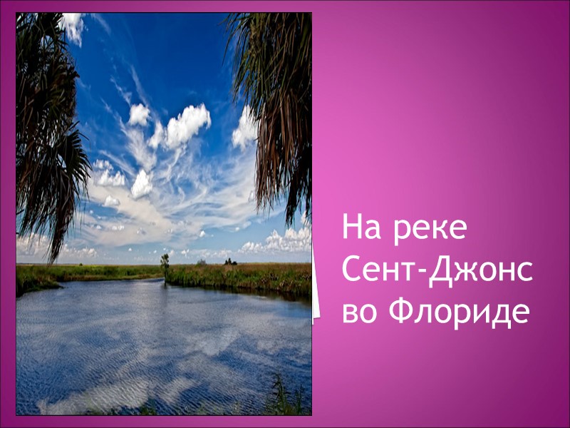 На реке Сент-Джонс во Флориде